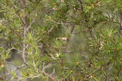 Cliffortia atrata