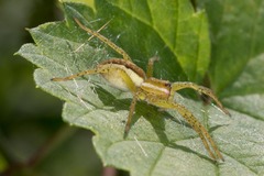Dolomedes fimbriatus