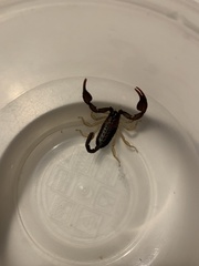 Euscorpius flavicaudis