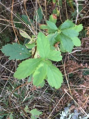 Spiraea alba