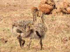 Struthio camelus australis