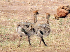 Struthio camelus australis