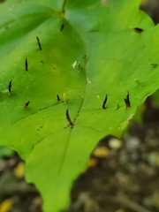 Vasates aceriscrumena