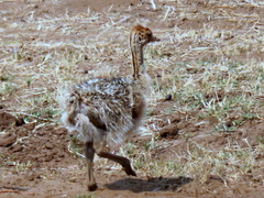 Struthio camelus australis