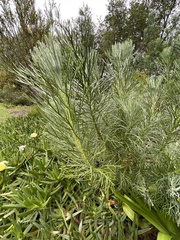 Hymenolepis crithmifolia