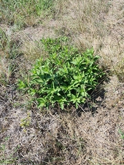 Buglossoides arvensis