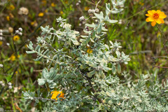 Buddleja scordioides