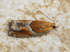Ancylis obtusana