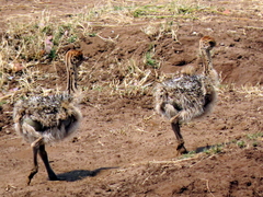 Struthio camelus australis