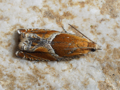 Ancylis obtusana
