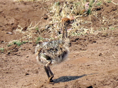 Struthio camelus australis