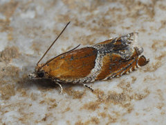 Ancylis obtusana