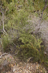 Cliffortia atrata