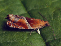 Ancylis obtusana