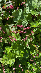 Persicaria longiseta