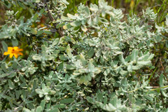 Buddleja scordioides