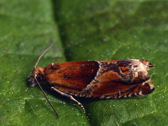 Ancylis obtusana