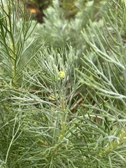 Hymenolepis crithmifolia