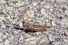 Chorthippus maritimus maritimus