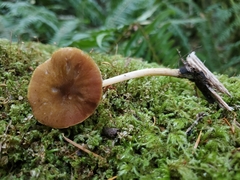 Pluteus leoninus