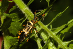 Armillatus