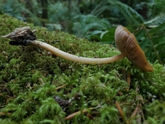 Pluteus leoninus