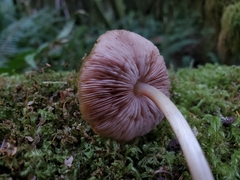 Pluteus leoninus