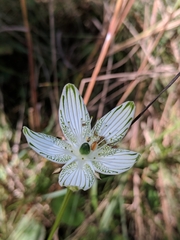 Parnassia grandifolia