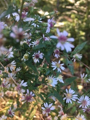 Symphyotrichum lateriflorum
