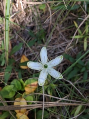 Parnassia grandifolia