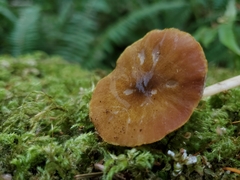 Pluteus leoninus