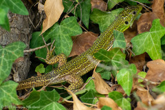 Lacerta trilineata
