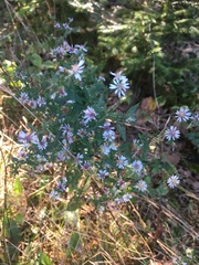 Symphyotrichum lateriflorum