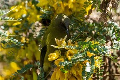 Anthornis melanura melanura