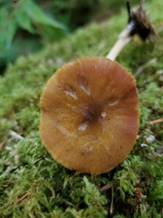 Pluteus leoninus