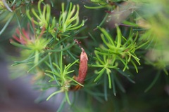 Erica plukenetii