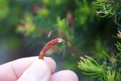 Erica plukenetii