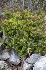Erica plukenetii