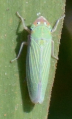 Xyphon flaviceps