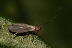 Monophlebidae