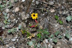 Crotalaria pumila