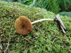 Pluteus leoninus