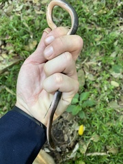 Lycodonomorphus rufulus