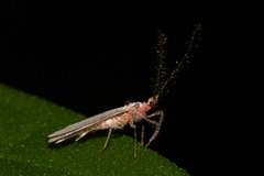 Monophlebidae