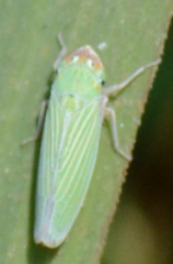 Xyphon flaviceps