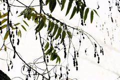 Styphnolobium japonicum