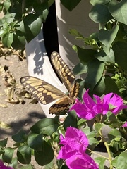 Heraclides cresphontes