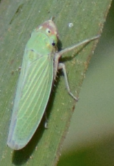 Xyphon flaviceps