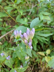 Gentianella quinquefolia