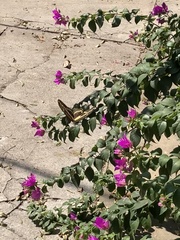 Heraclides cresphontes